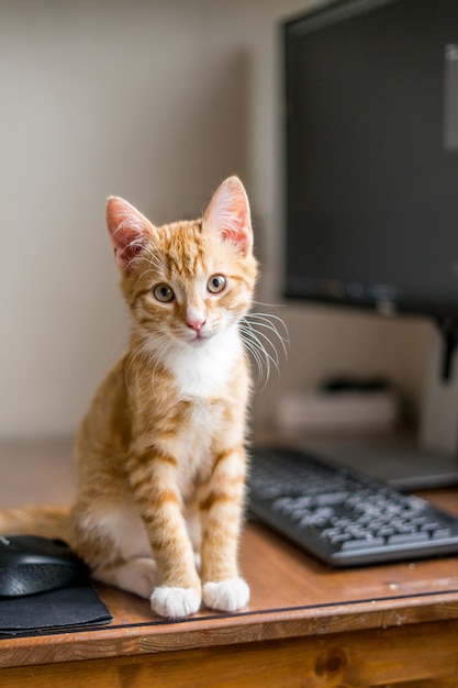 Lavoro da casa gatto zenzero che dorme sotto il computer