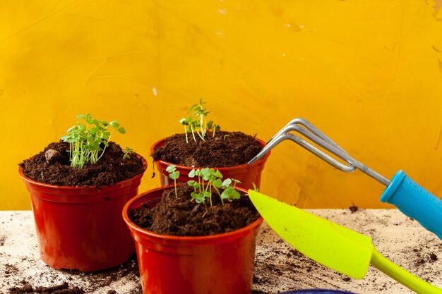 Work in the garden, planting pots close up