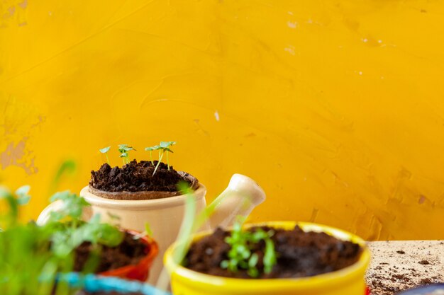 Work in the garden, planting pots close up