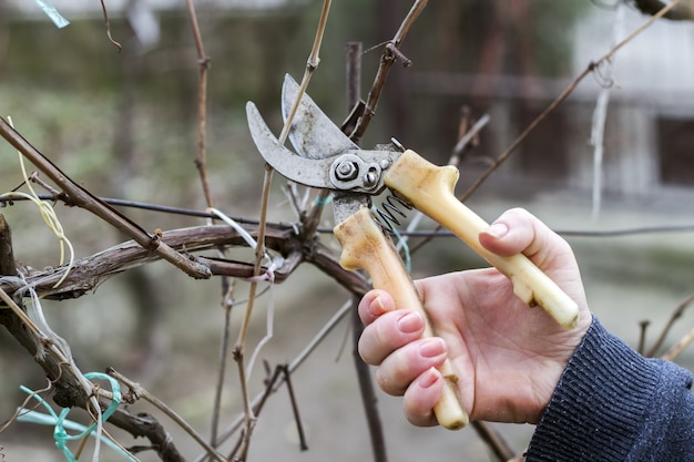 Foto lavorare in giardino. donna che taglia la vite con le cesoie