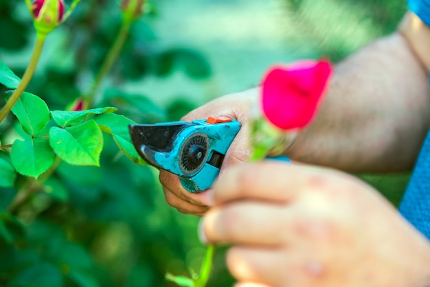 Photo work in the garden