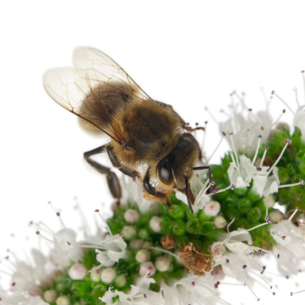 働きバチ-Anthophora plumipes、女性、白で隔離