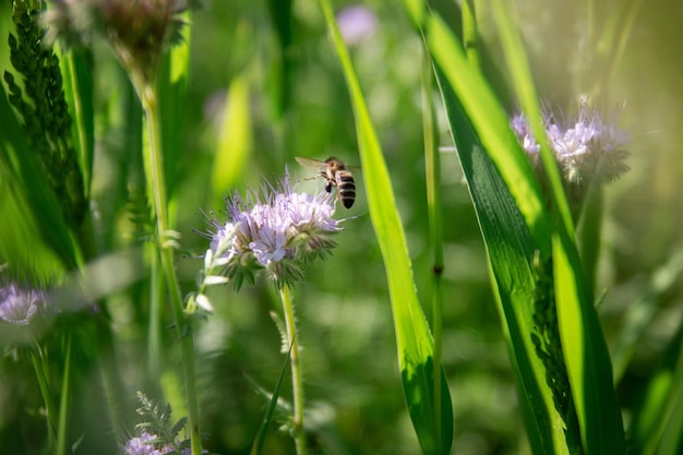 A worker bee collects pollen from a phacelia flower to make honey