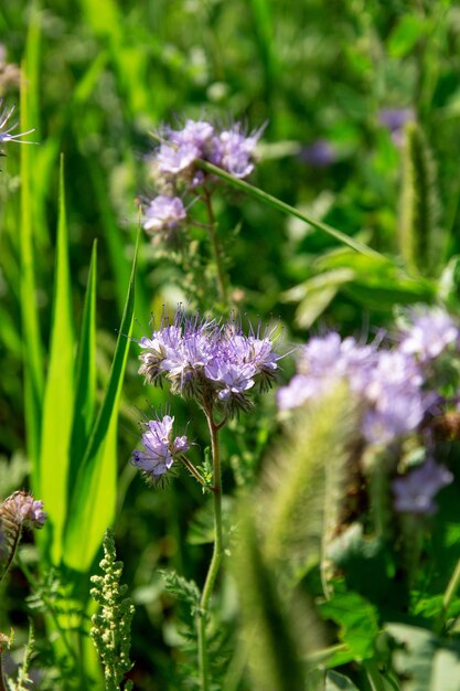 働きバチがファセリアの花から花粉を集めて蜂蜜を作る