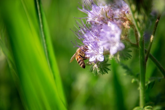 A worker bee collects pollen from a phacelia flower to make honey