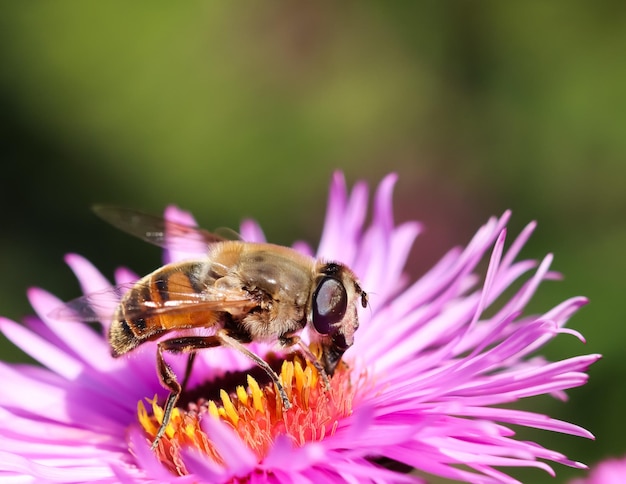 Worker bee on pink aster flowers in autumn garden