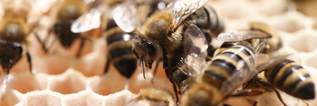 Worker bees as backbone of hive breeding bees at home concept