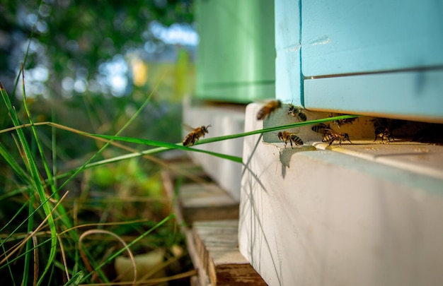 Photo the worker bees fly to the hive after collecting flower pollen in the fields to make honey bees in the apiary