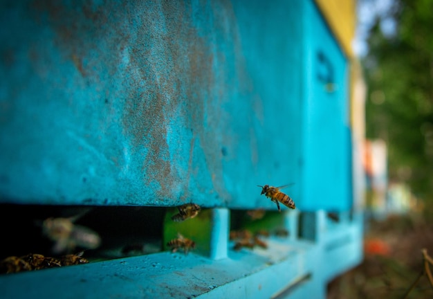 Рабочие пчелы летят в улей после сбора цветочной пыльцы на полях, чтобы сделать медоносных пчел на пасеке.