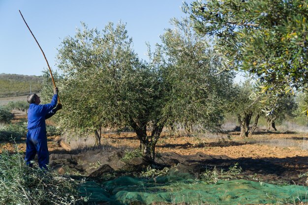 Foto operaio vestito di blu nel campo che raccoglie le olive