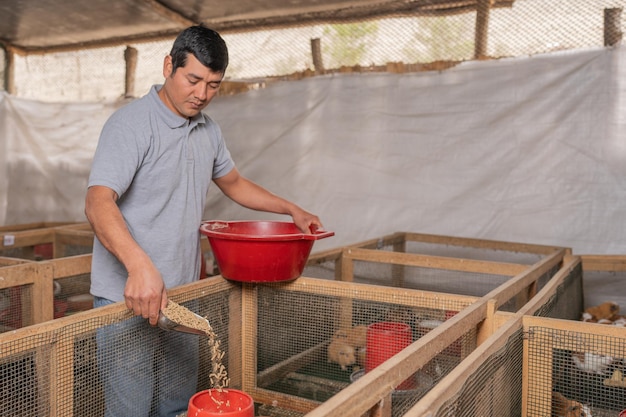 Worker feeding guinea pigs in a farm