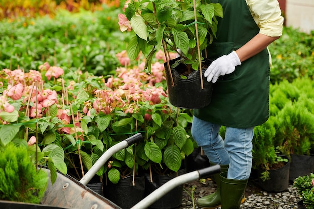 Worker Putting Plant in Wheelbarrow