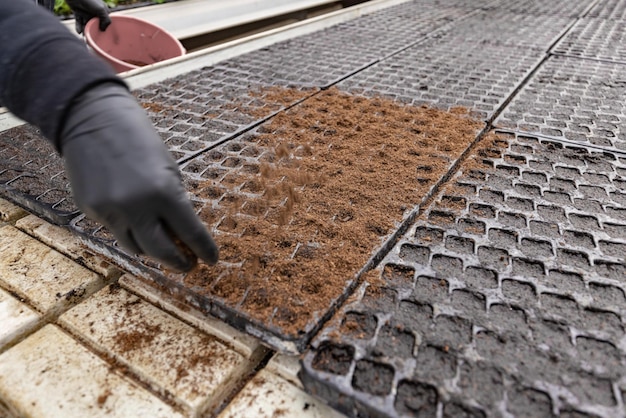 Worker putting seedling soil