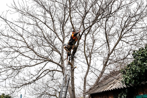 작업자는 시골 마당에서 키 큰 나무 가지를 톱질합니다.