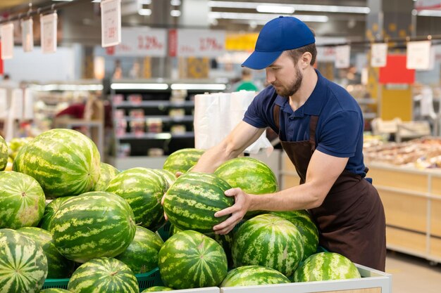 Worker setting out watermelons