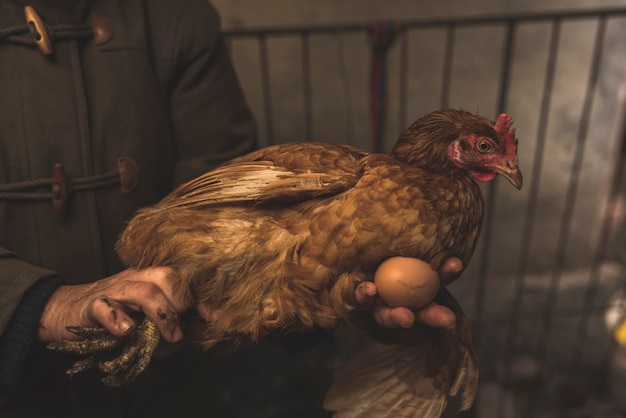 Photo worker with chick and egg