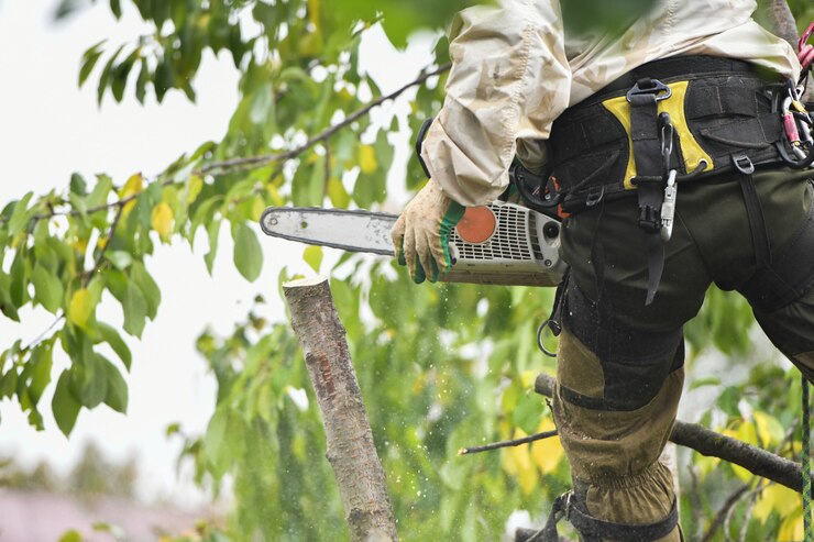 A worker with a helmet works at a height in the trees. Climber on a white wall. Arborist man cuts branches with a chainsaw and throws it to the ground. Lumberjack works with a chainsaw.