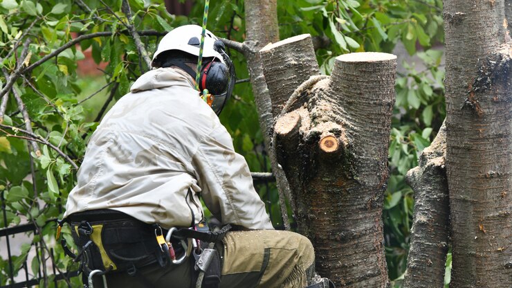 A worker with a helmet works at a height in the trees. Climber on a white wall. Arborist man cuts branches with a chainsaw and throws it to the ground. Lumberjack works with a chainsaw.