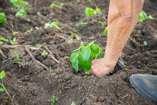 Worker with pepper seedlings in spring.