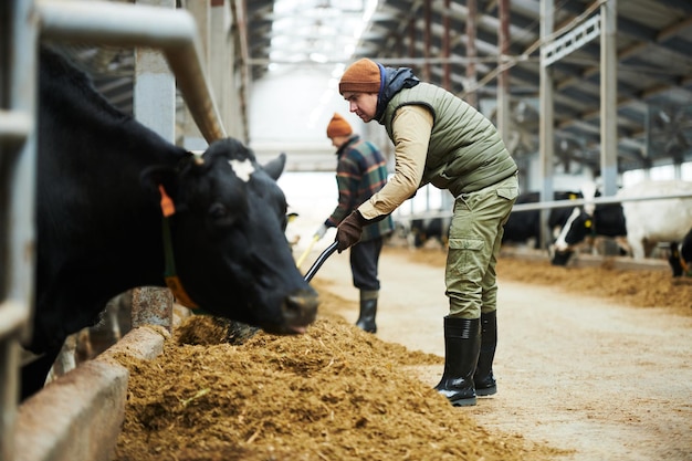 Lavoratore con forcone che sparge foraggio per mucche in alimentatore con foraggio