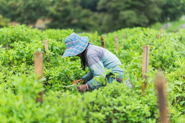 庭で野菜を収穫する労働者の女性