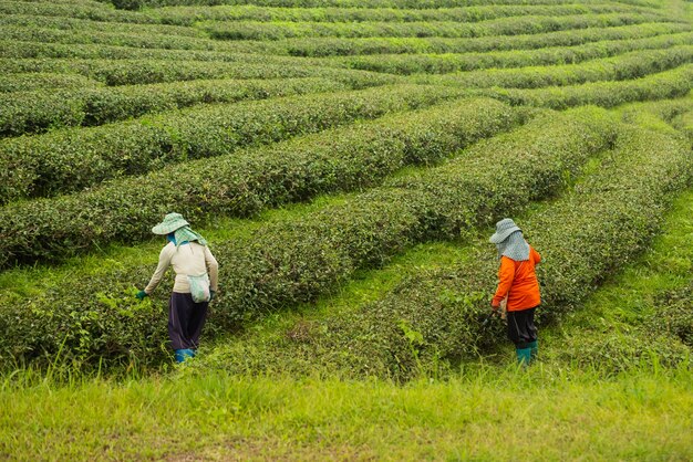 茶畑で緑茶の葉を選ぶ労働者の女性