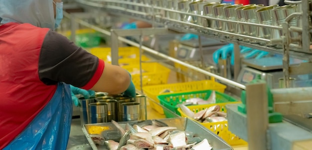 缶詰工場で働く労働者 食品産業 魚の缶詰工場 労働者はイワシを缶に詰める