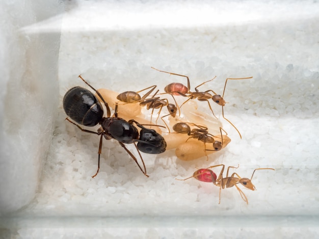 Workers ants are taking care of queen