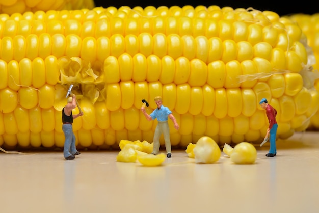 workers breaking corn