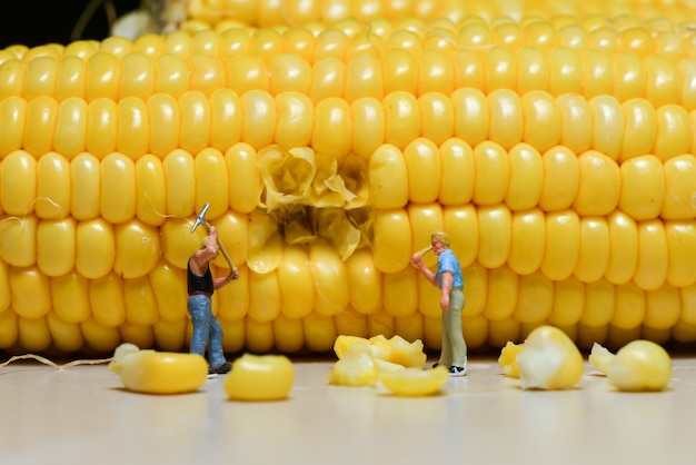 workers breaking corn