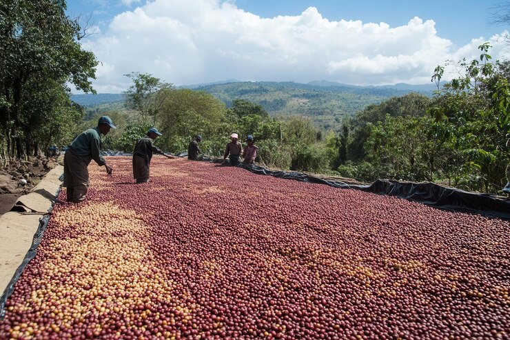 Workers drying coffee cherries on a large tarp in a mountainous region