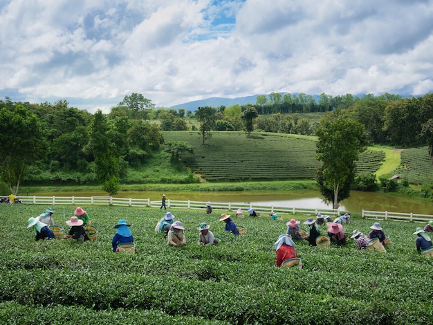 Workers picks tea despite ongoing labor strikes  in Chiang rai, Thailand