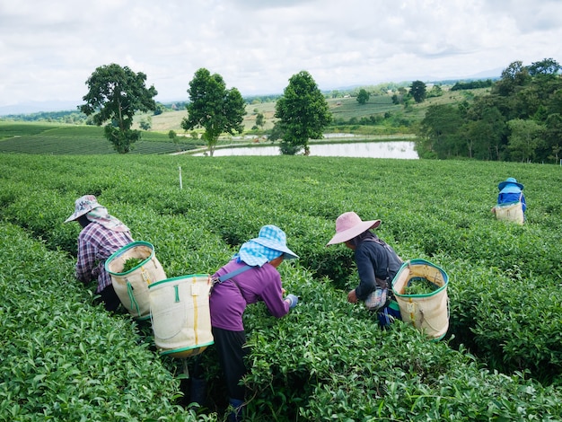 労働者は、タイのチェンライにある茶農場で労働争議の進行中にも茶を選ぶ。