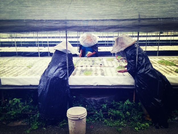 Photo workers at plant nursery