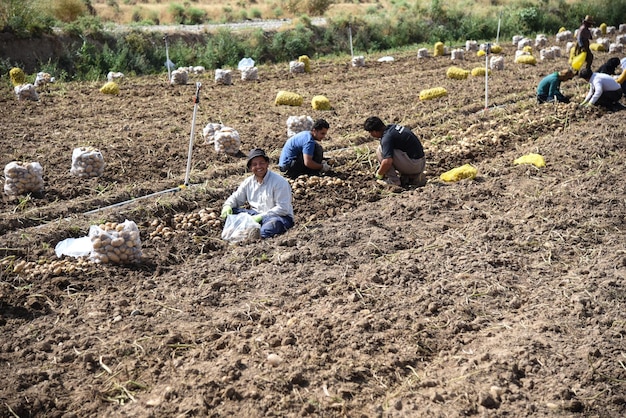 Foto i lavoratori della fattoria delle patate