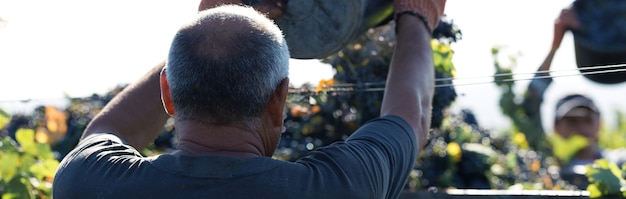 Foto gli operai versano l'uva blu su un rimorchio in un vigneto. raccolta autunnale.