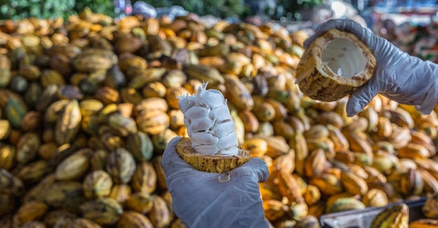 労働者は発酵前に新鮮なココア ポッドを準備します 農家の手で新鮮な皮をむいたココア ポッド