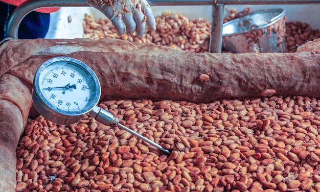 Workers use to measure the temperature of the fermented cocoa beans fermenting fresh cocoa seeds