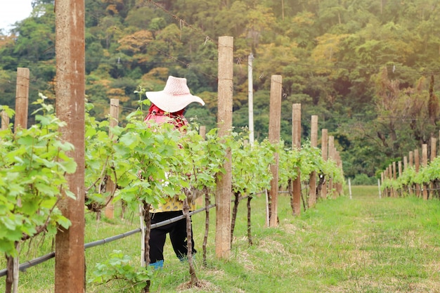 Photo workers in the vineyard