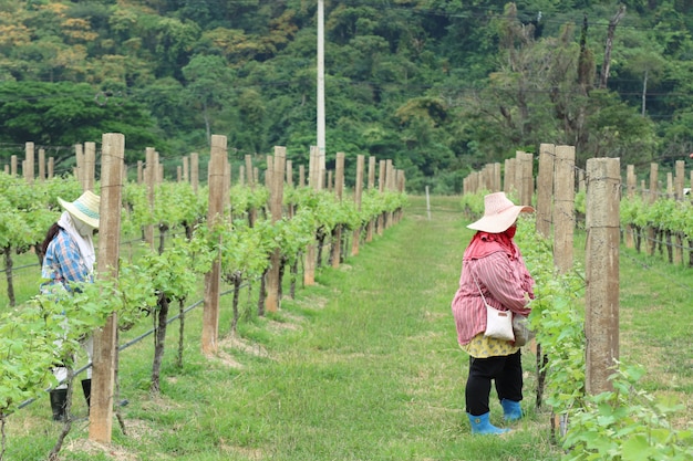 Photo workers in the vineyard