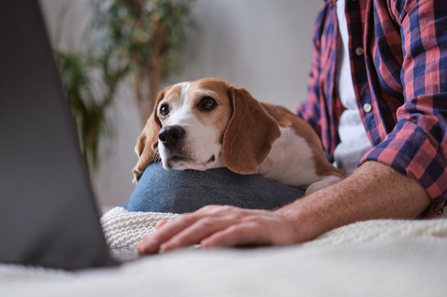 Workfromhome essentials concept laptop comfy bed and a loyal beagle setting up a cozy home office