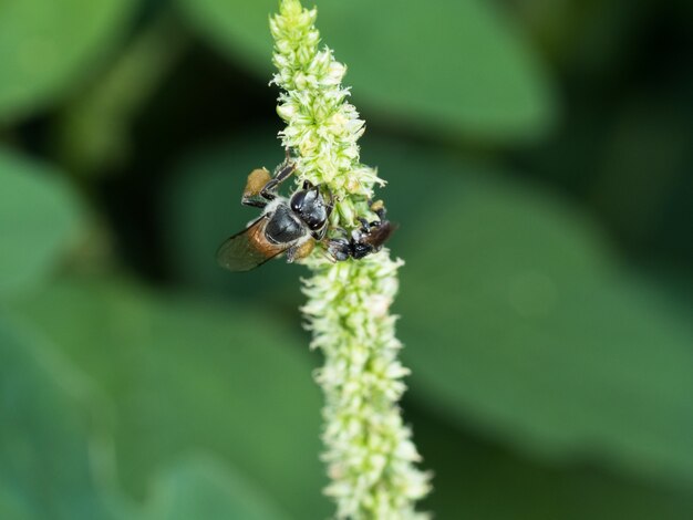 花に蜂蜜を調理するためにいくつかの食べ物を探している働き蜂