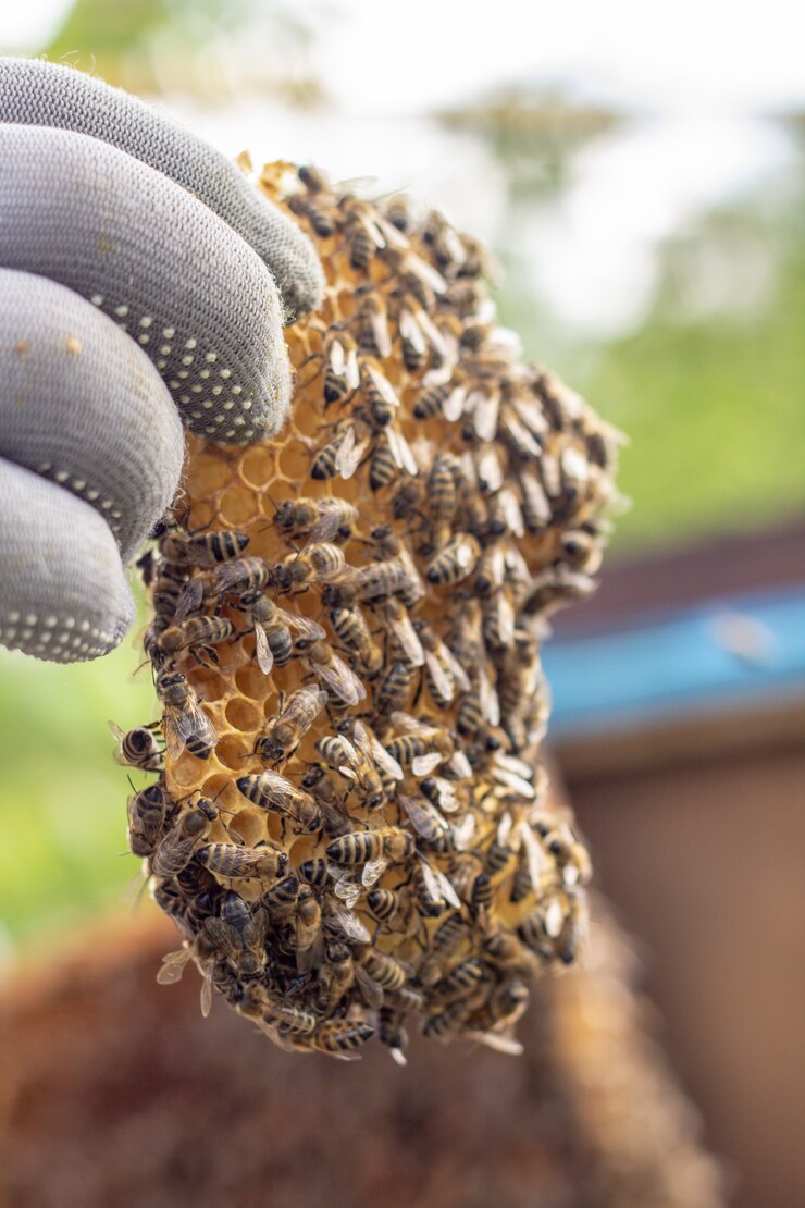 working bees on honey cells in a hive