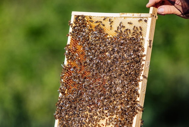 ミツバチの巣箱のハニカムフレームで働くミツバチ養蜂