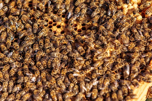 Working bees on honeycomb Frames of a bee hive Apiculture