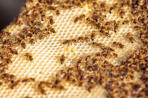 Working bees on honeycomb.