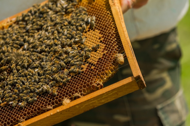 Working bees on honeycombs. The beekeeper takes out the frame with a honeycomb from the hive with his bare hands.