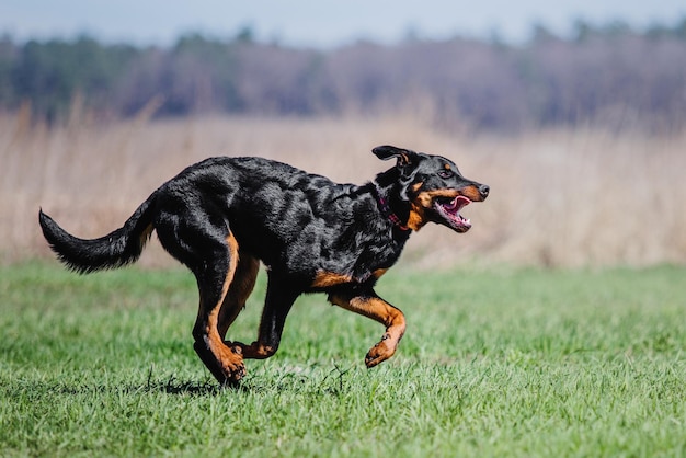 働く犬。犬の訓練。警察、番犬