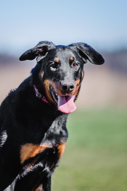 働く犬。犬の訓練。警察、番犬