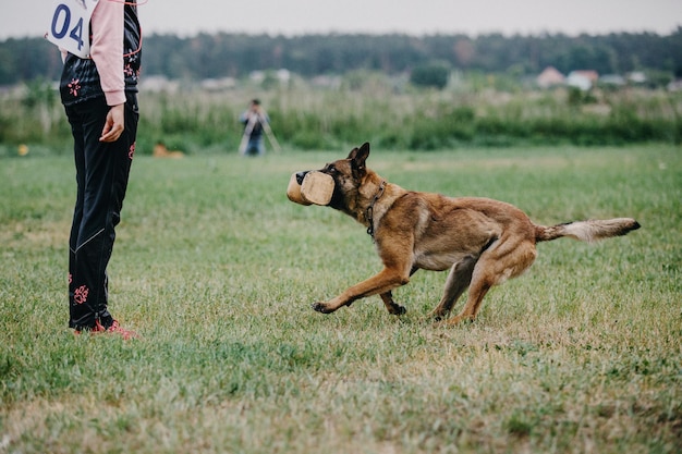 Cane malinois da lavoro. cane da pastore belga. polizia, cane da guardia